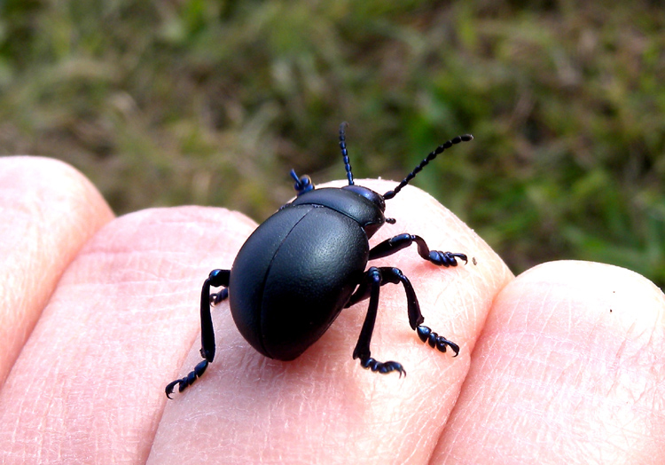 Timarcha tenebricosa